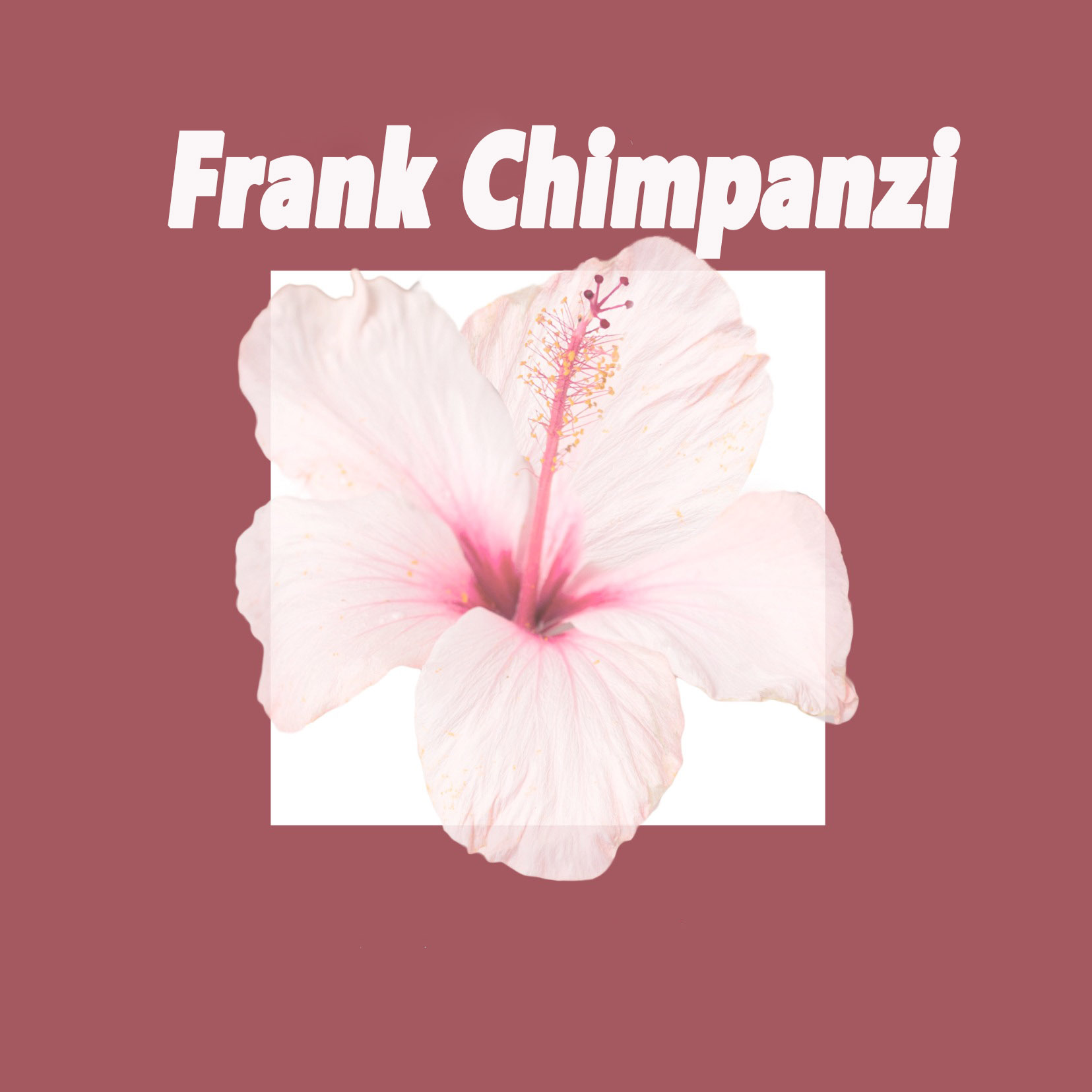 Frank Chimpanzi