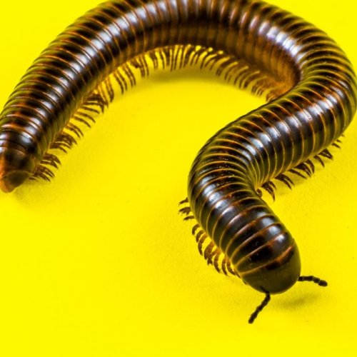 Chiyongoli (millipede)