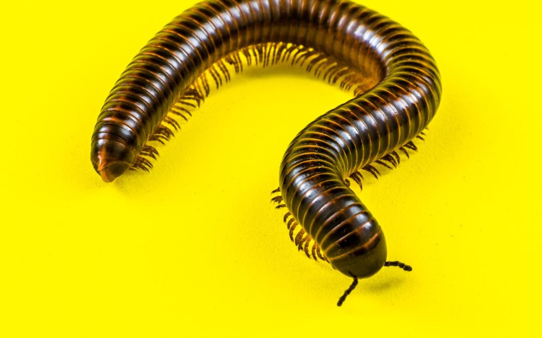 Chiyongoli (millipede)