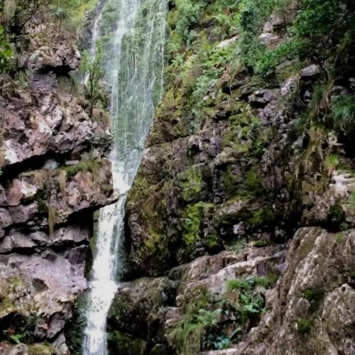 Top Dog (Bosso tsa lefatshe)