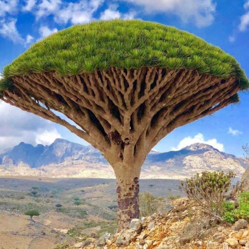 Foster Halyz kaukomena muunda