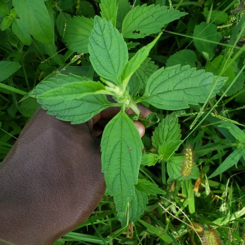 Charity Mumba Belekelamwi