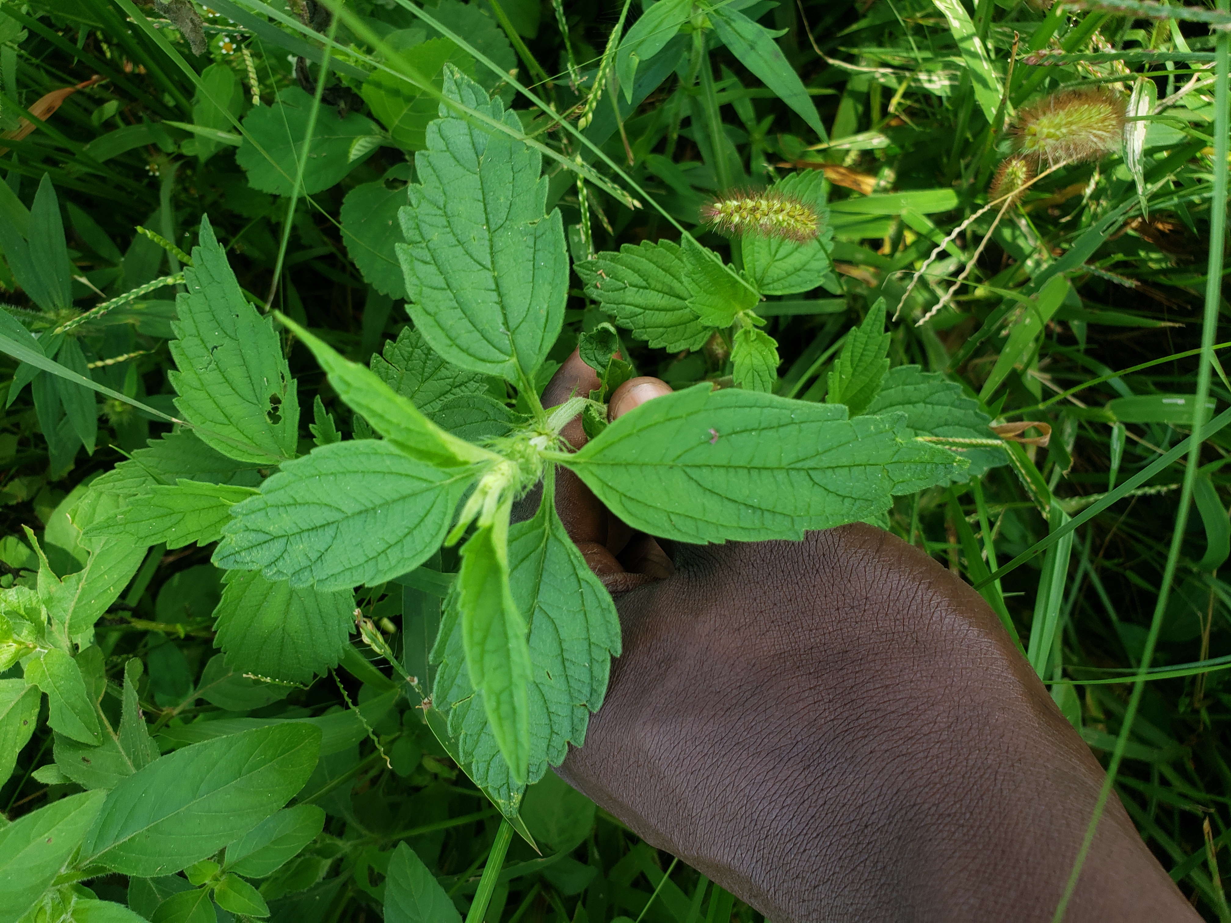 Charity Mumba Belekelamwi