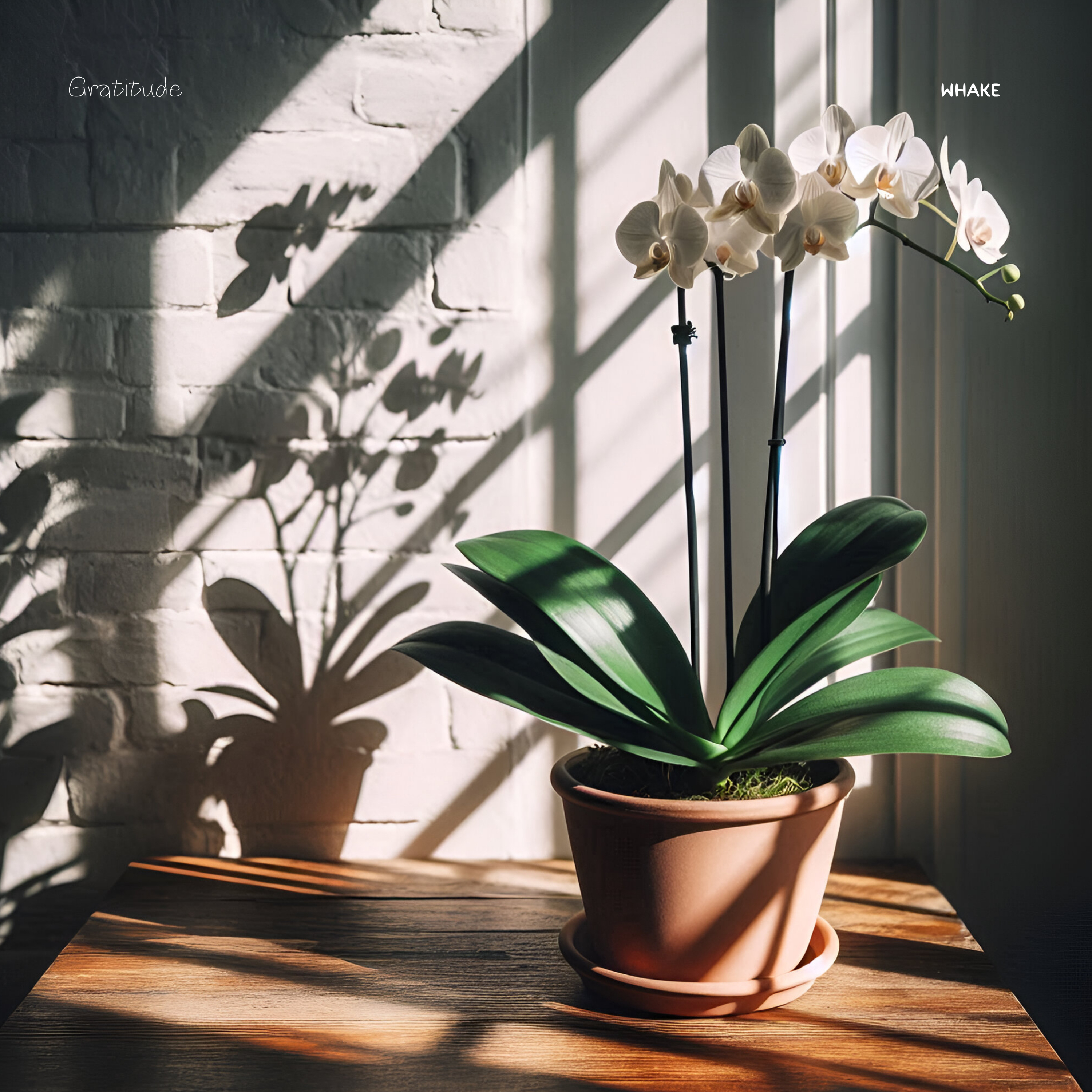 Gratitude by Whake | Album