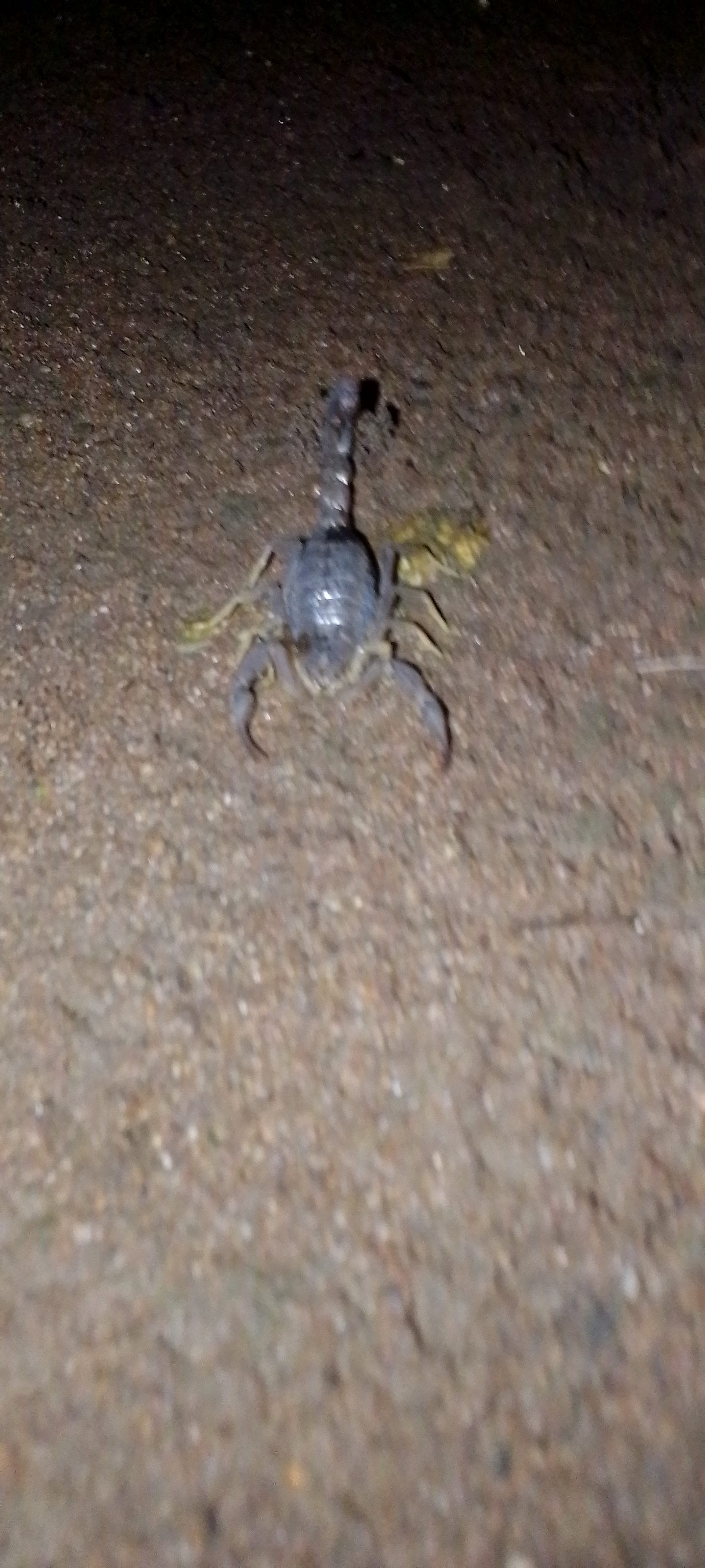 Scorpion