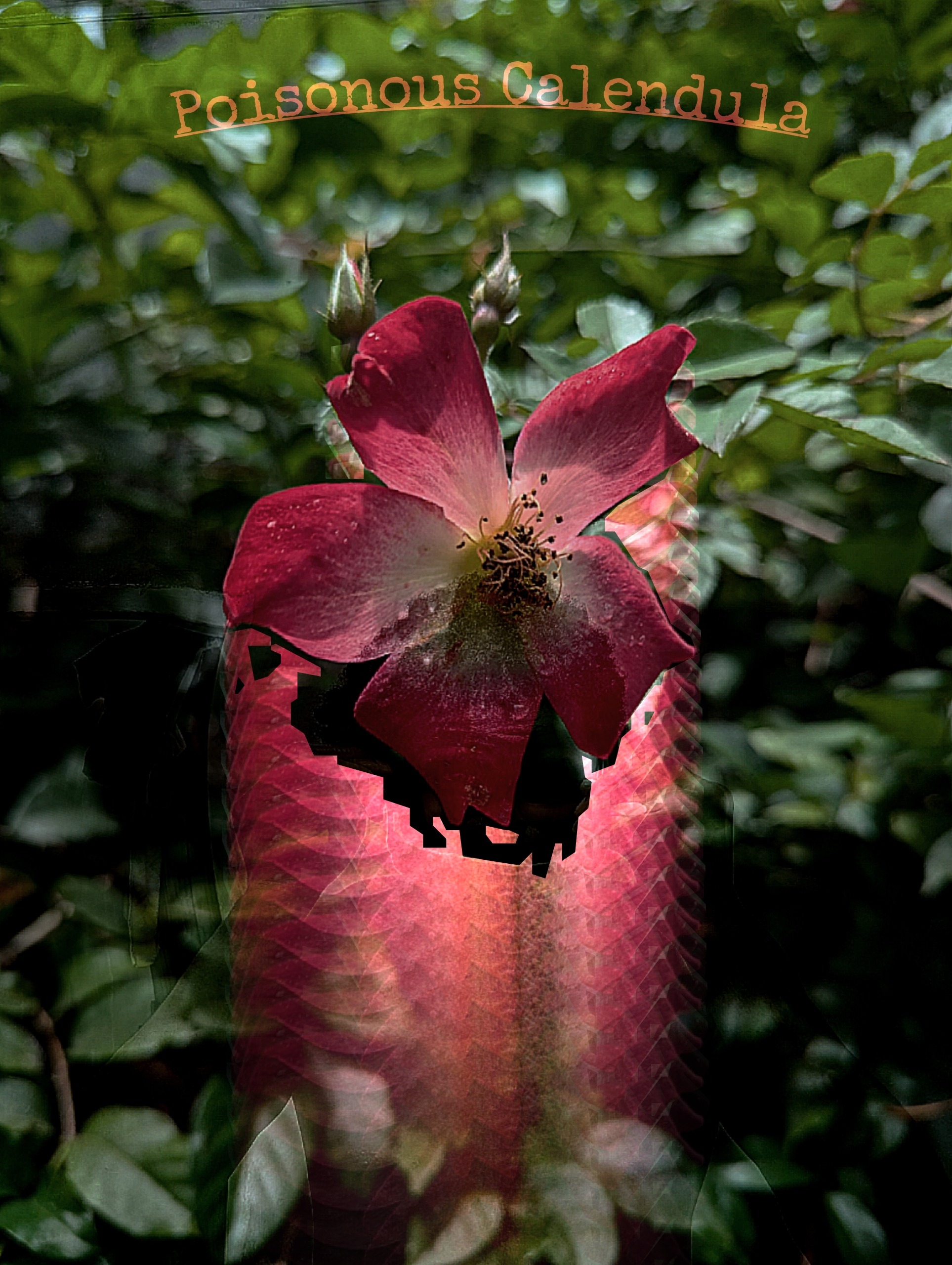 Poisonous Calendula